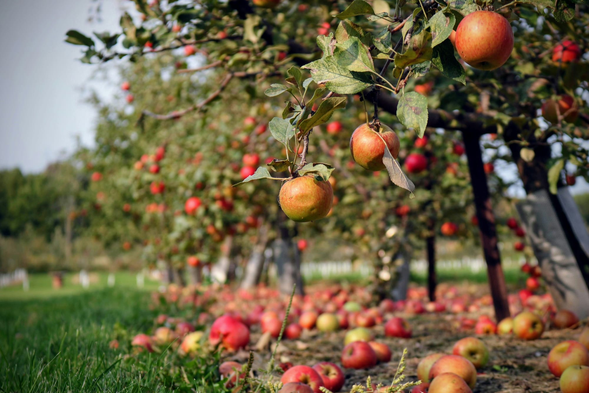 Looking for a good apple in earnings season