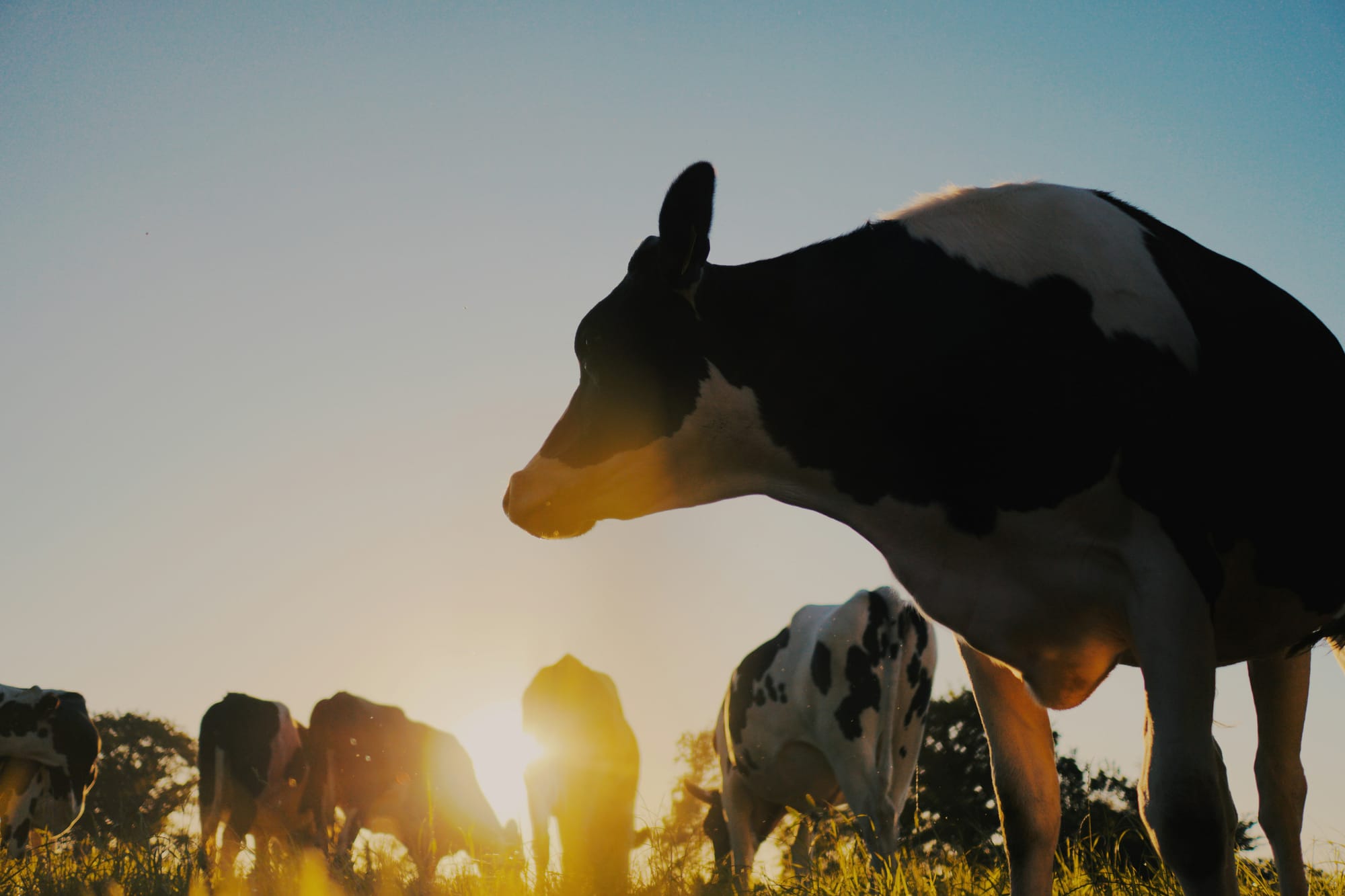 Fonterra leads NZX50 higher on earnings upgrade