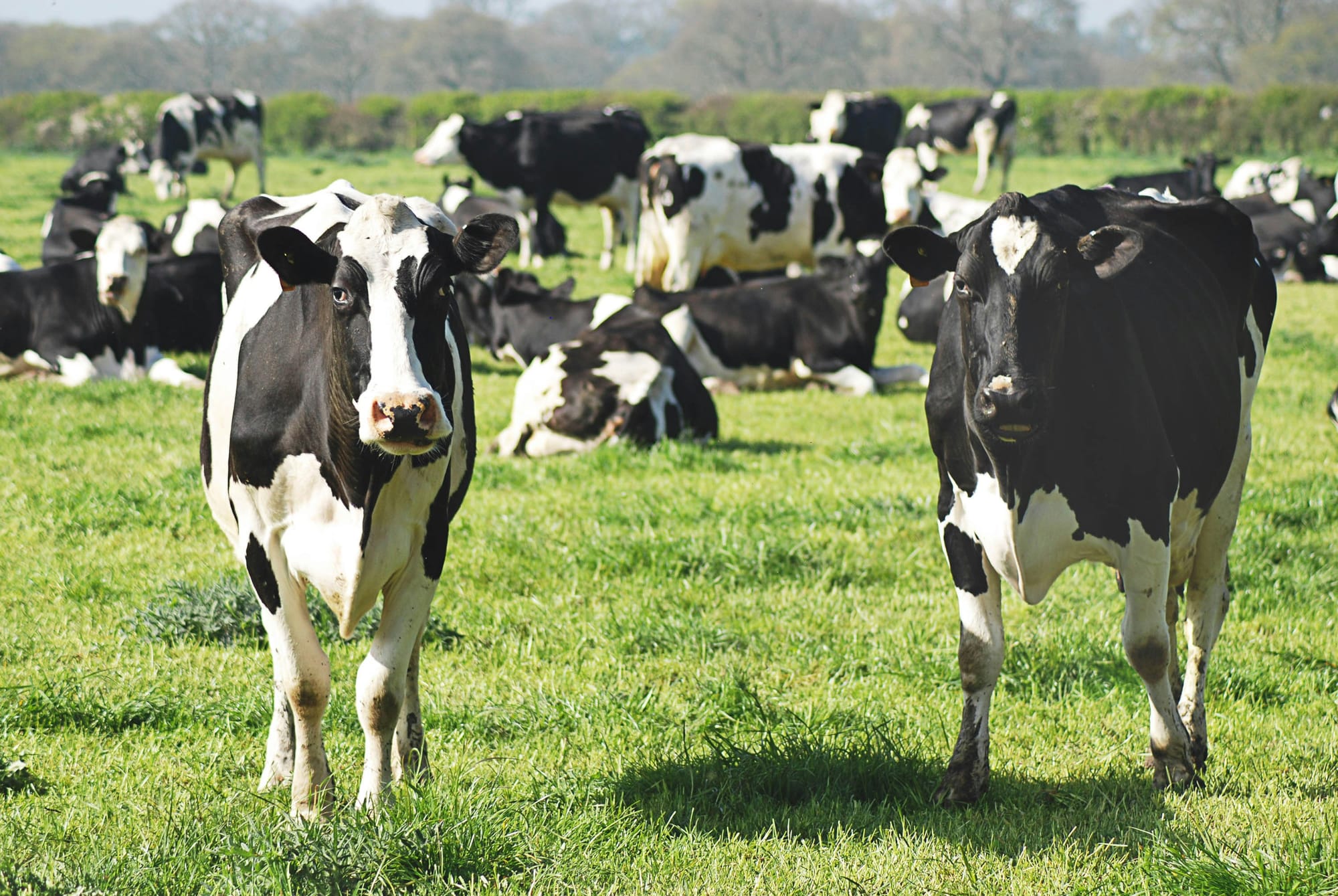 Fonterra still unloved by institutional investors