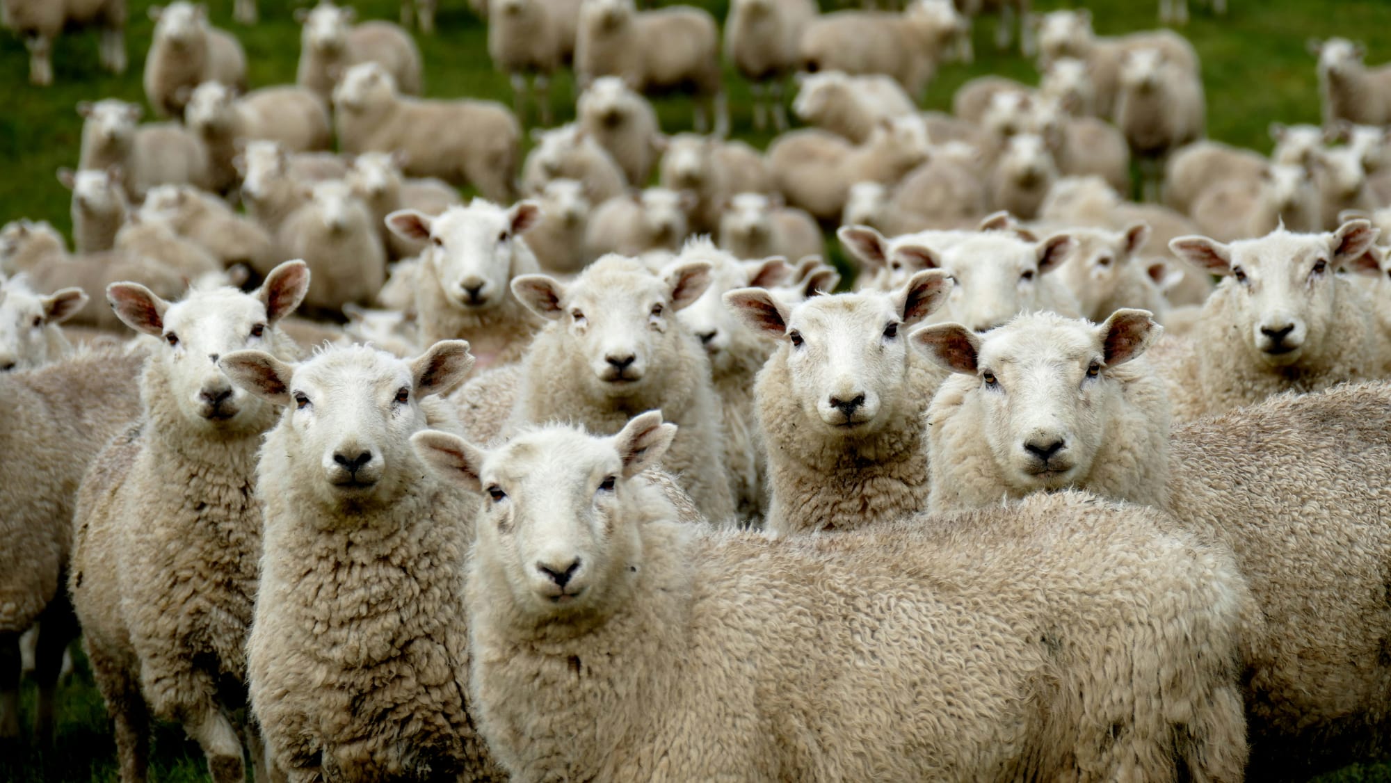 Woolly cash conundrum faces Bremworth shareholders