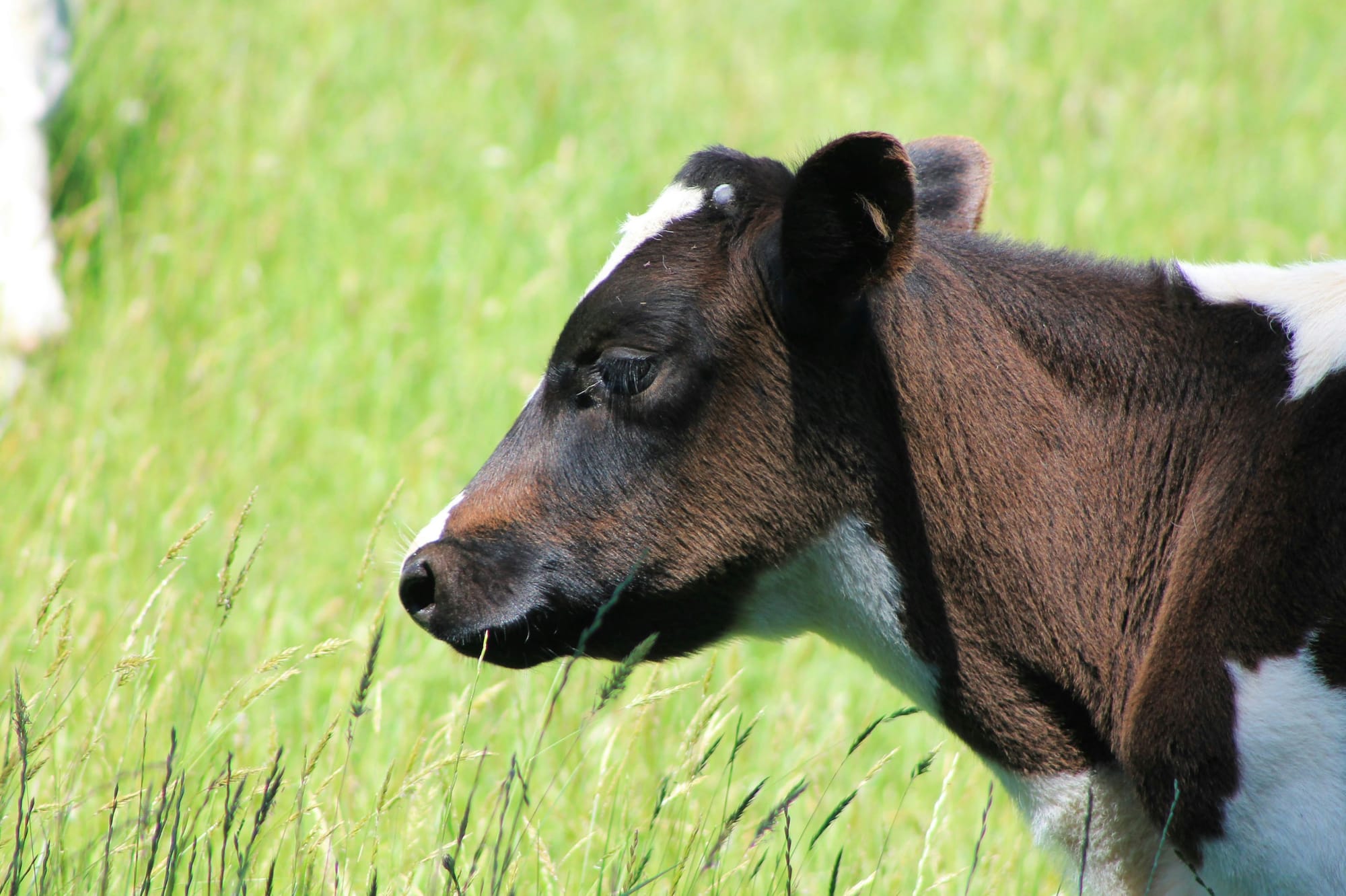 Kiwi investor confidence cools; Fonterra earnings loom