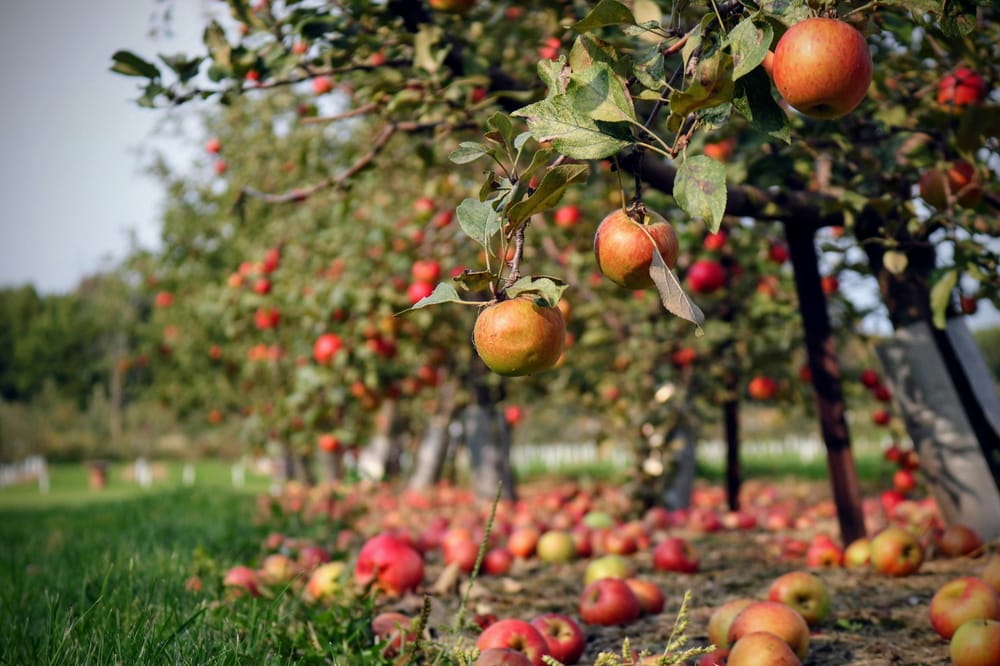 Looking for a good apple in earnings season post image