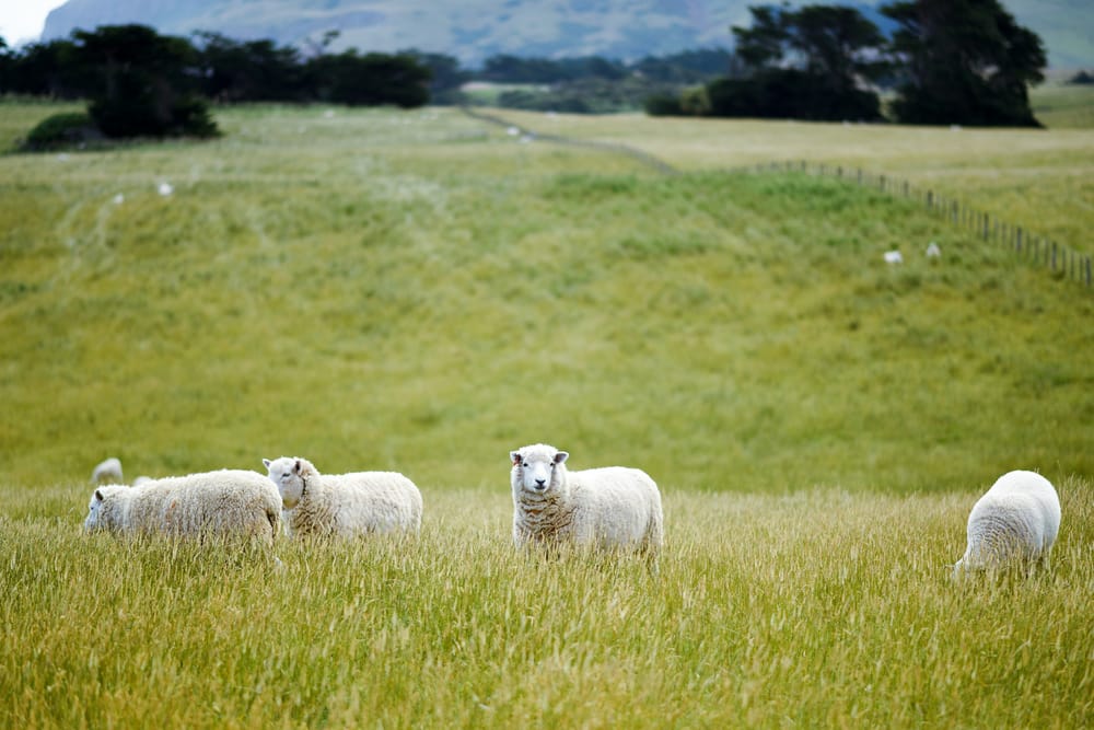 Cushings sweeten pot for Rural Equities bid post image