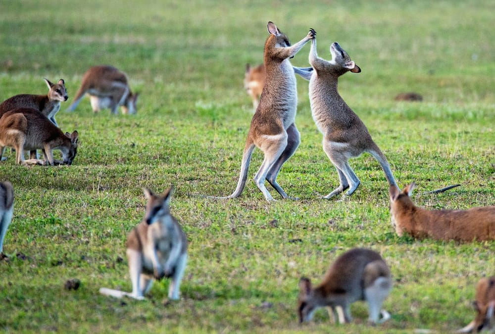 RBA wrong-foots market with pause; NZX50 rallies post image