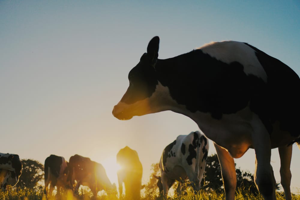 Fonterra leads NZX50 higher on earnings upgrade post image