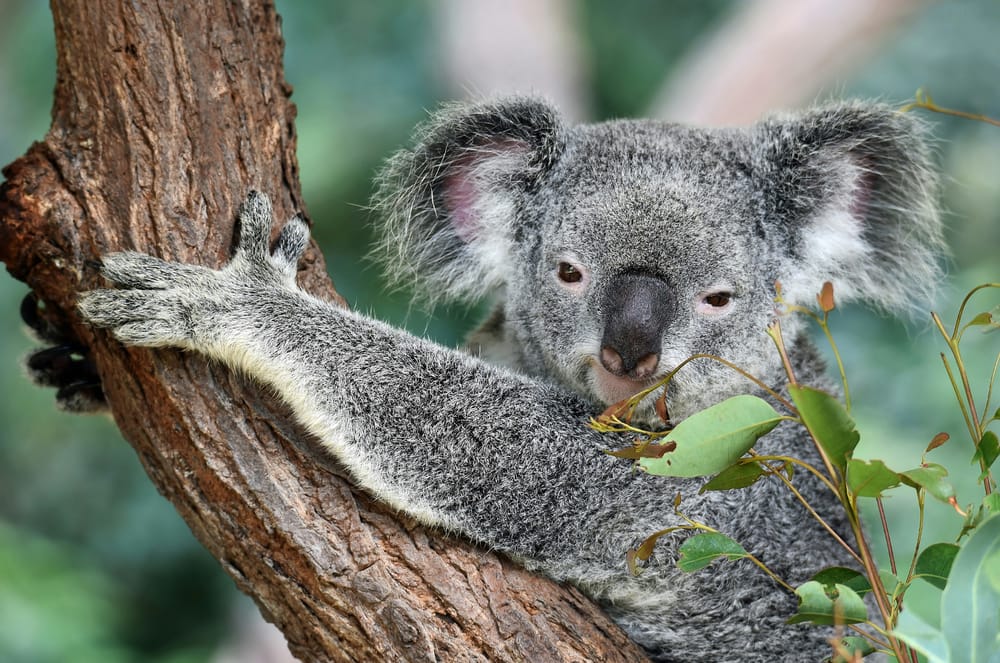 NZ dollar gains vs Aussie as RBA rate cut back on the agenda post image