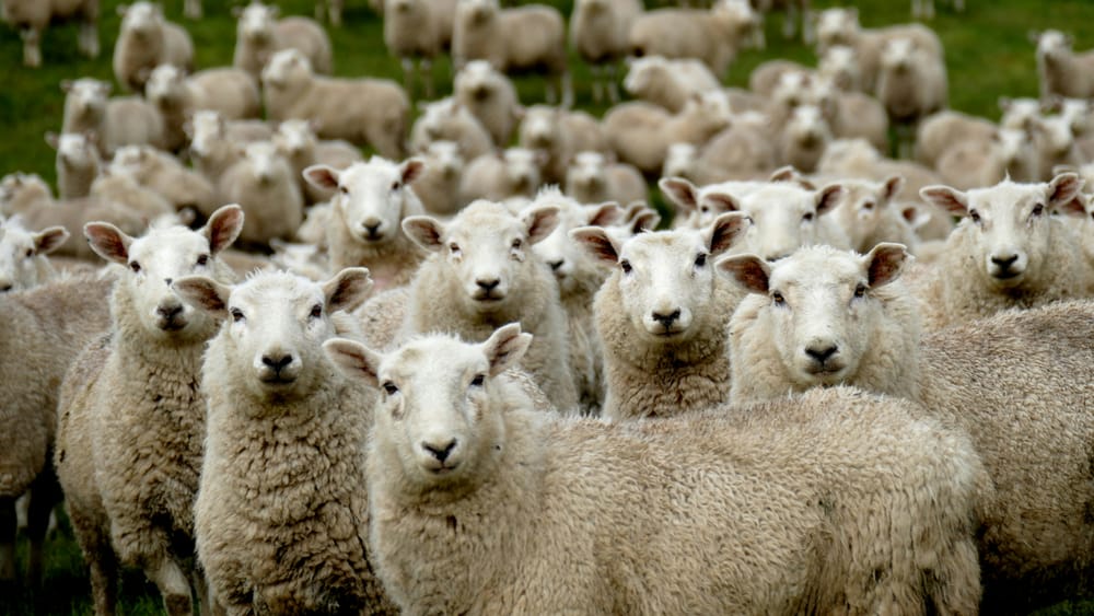 Woolly cash conundrum faces Bremworth shareholders post image