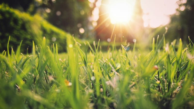 Muted start to Spring on the cards as Magnificent 7 stumble post image